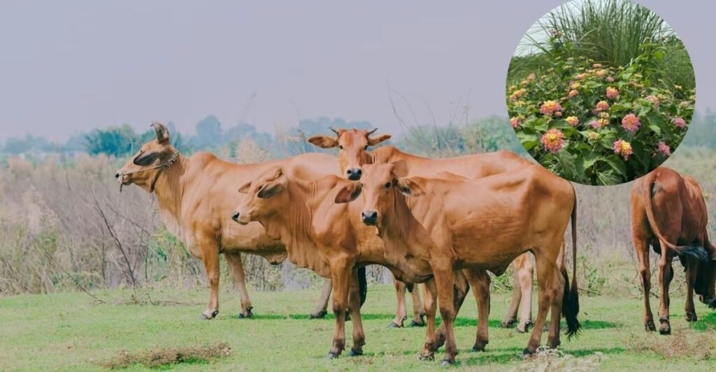 Animal Care खेत और जंगल में चरते हुए ऐसे बीमारियों का शि‍कार बनते हैं पशु !