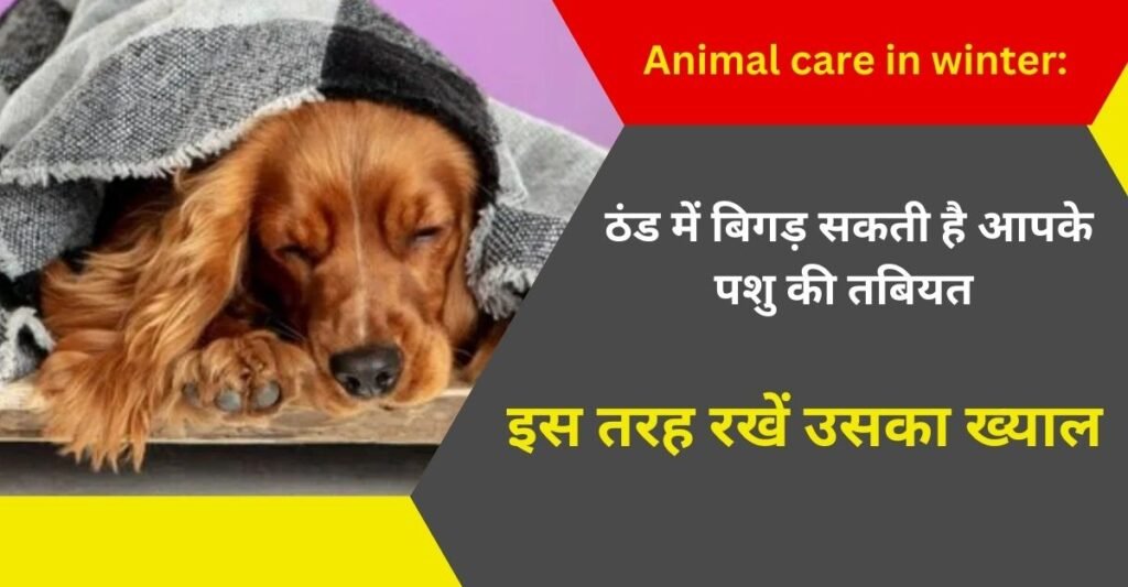 Animal care in winter: ठंड में बिगड़ सकती है आपके पशु की तबियत, इस तरह रखें उसका ख्याल ! 
