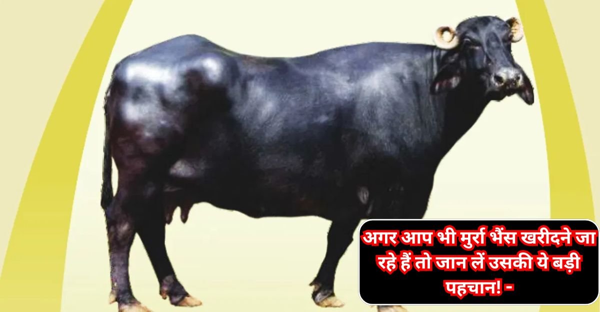 Murrha Buffalo: अगर आप भी मुर्रा भैंस खरीदने जा रहे हैं तो जान लें उसकी ये बड़ी पहचान! -